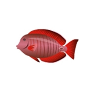 Red Doctorfish